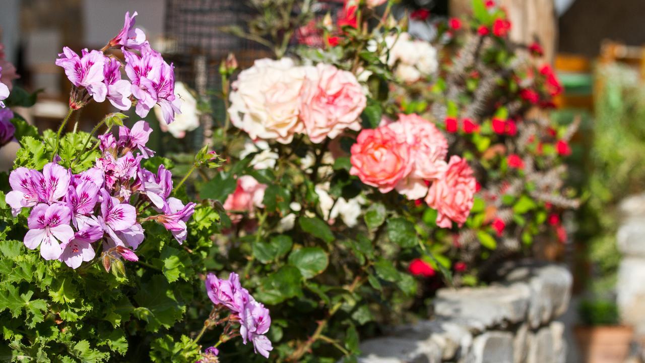 Pachnes Bed And Breakfast Agia Roumeli Exterior photo
